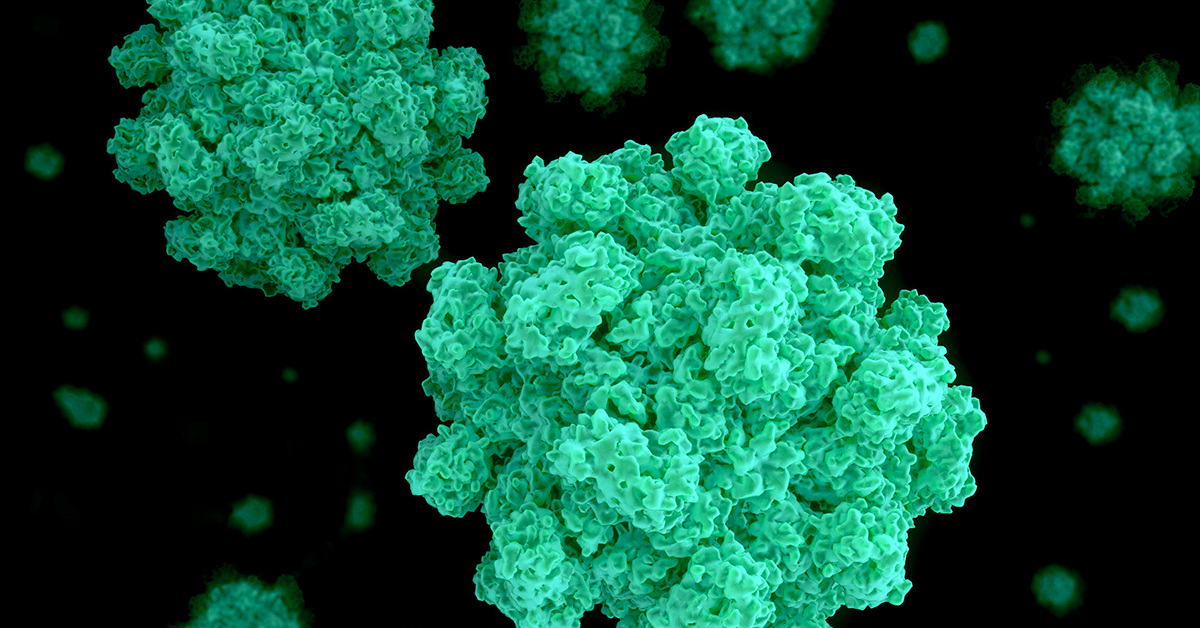 Strain of Norovirus